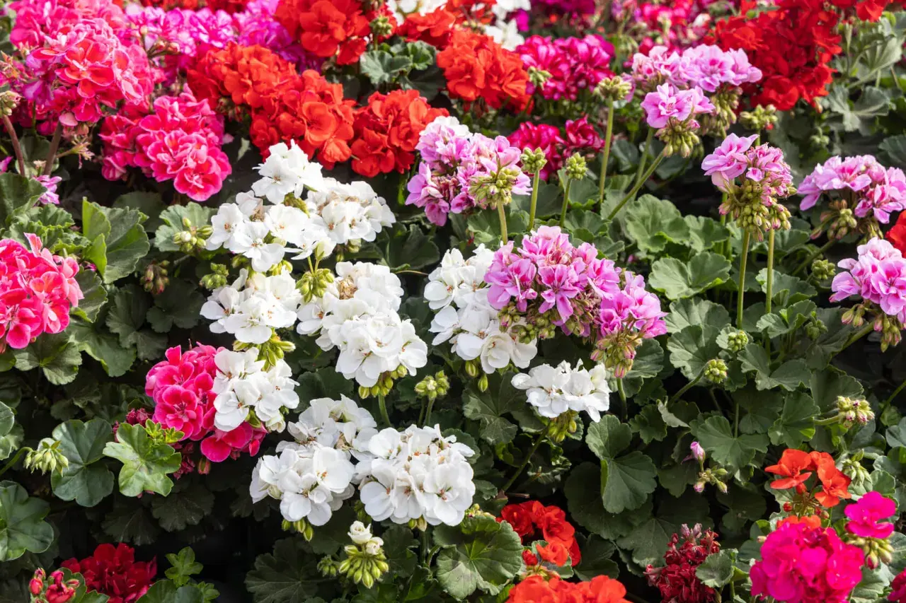 Kwitnące pelargonie odmiany w kolorach białym, różowym, czerwonym i fuksji tworzą barwny dywan.