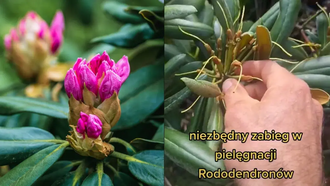 Dwa ujęcia rododendronu: jeden z pąkami różowych kwiatów, drugi z uschniętymi kwiatostanami, sugerujący, że rododendron nie kwitnie.