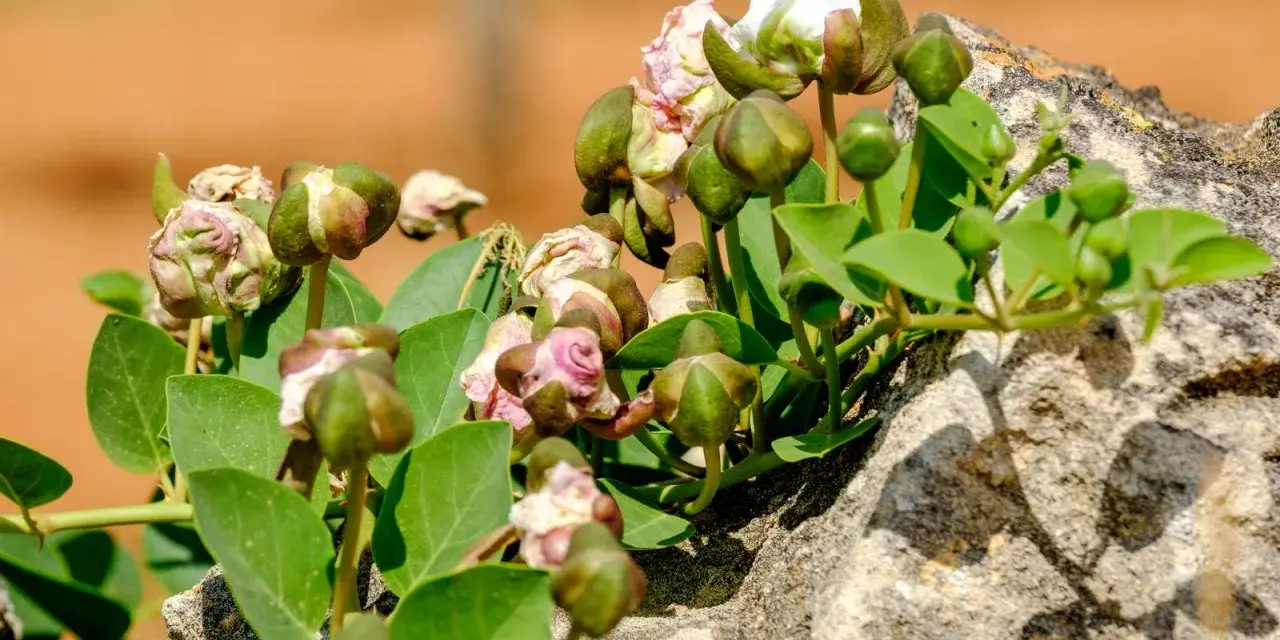 Pianta capperi con boccioli verdi e fiori bianchi che spuntano da una roccia.