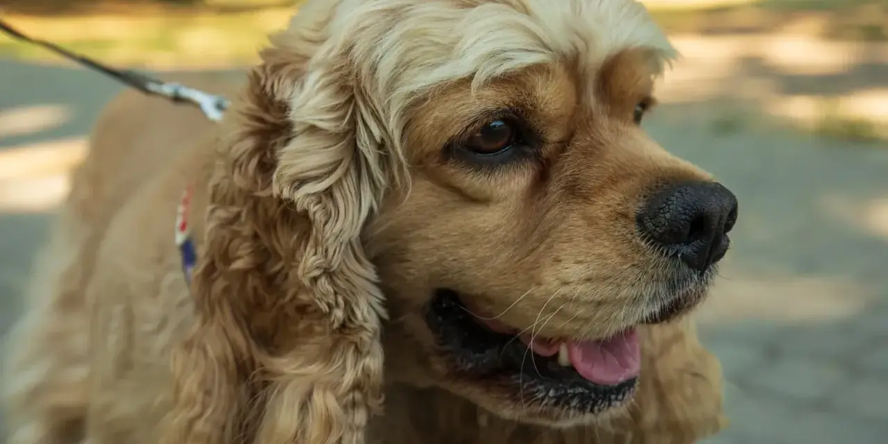 Uroczy cocker spaniel na spacerze. Zastanawiasz się nad cocker spaniel cena? Ten piesek jest wart każdej ceny!