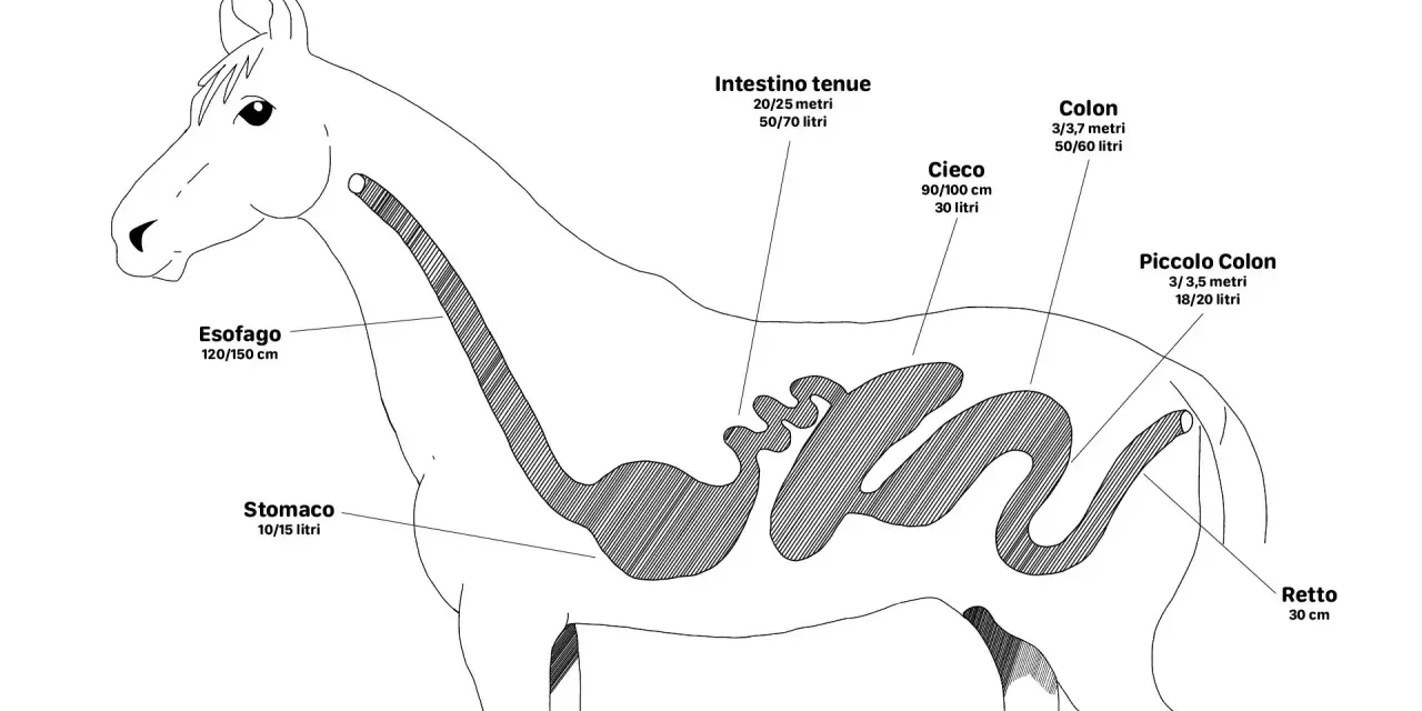 Diagramma del sistema digestivo equino: quanti stomaci ha il cavallo? Uno solo, lo stomaco, con capacità 10-15 litri.