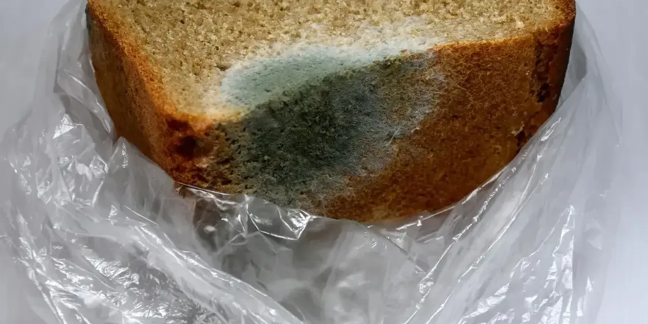 Kawałek chleba w plastikowej torbie pokryty zielono-niebieskim nalotem pleśni. Biały nalot na chlebie świadczy o jego zepsuciu.