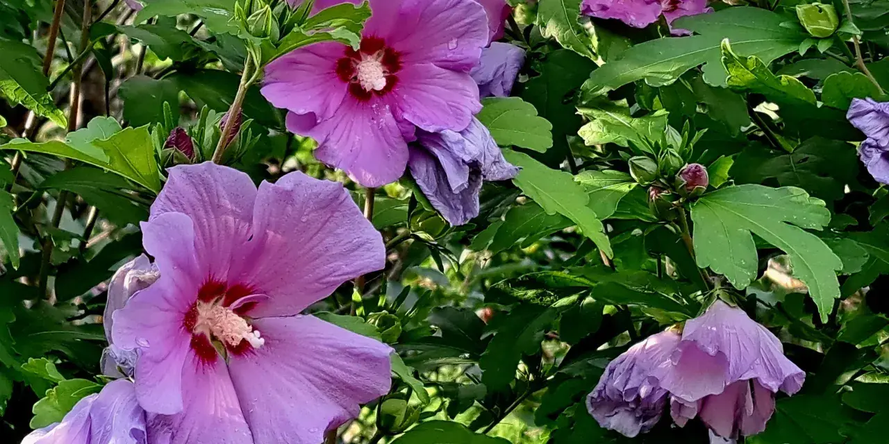 Fioletowe kwiaty hibiskusa, z kroplami deszczu na płatkach, wyglądają jak gotowe do zaparzenia naparu z hibiskusa.