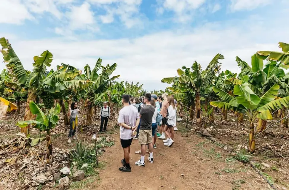 Visitar plantación plátanos Tenerife: experiencias únicas y precios accesibles