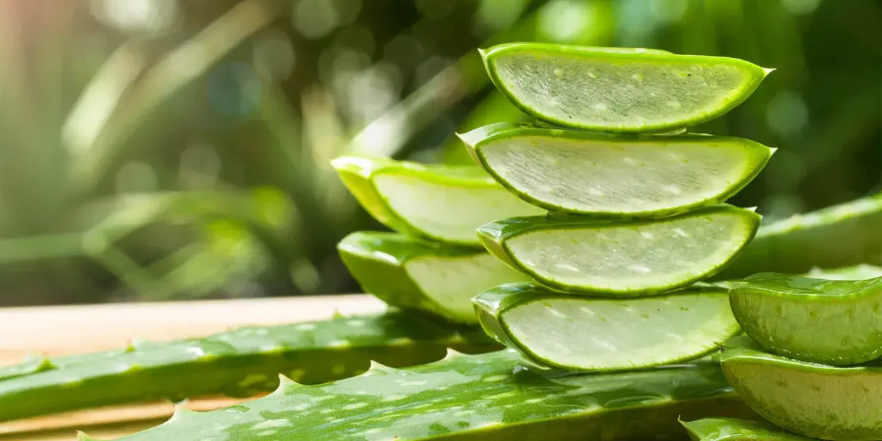 Frische Aloe Vera Scheiben gestapelt, bereit für die Anwendung in die Haare.