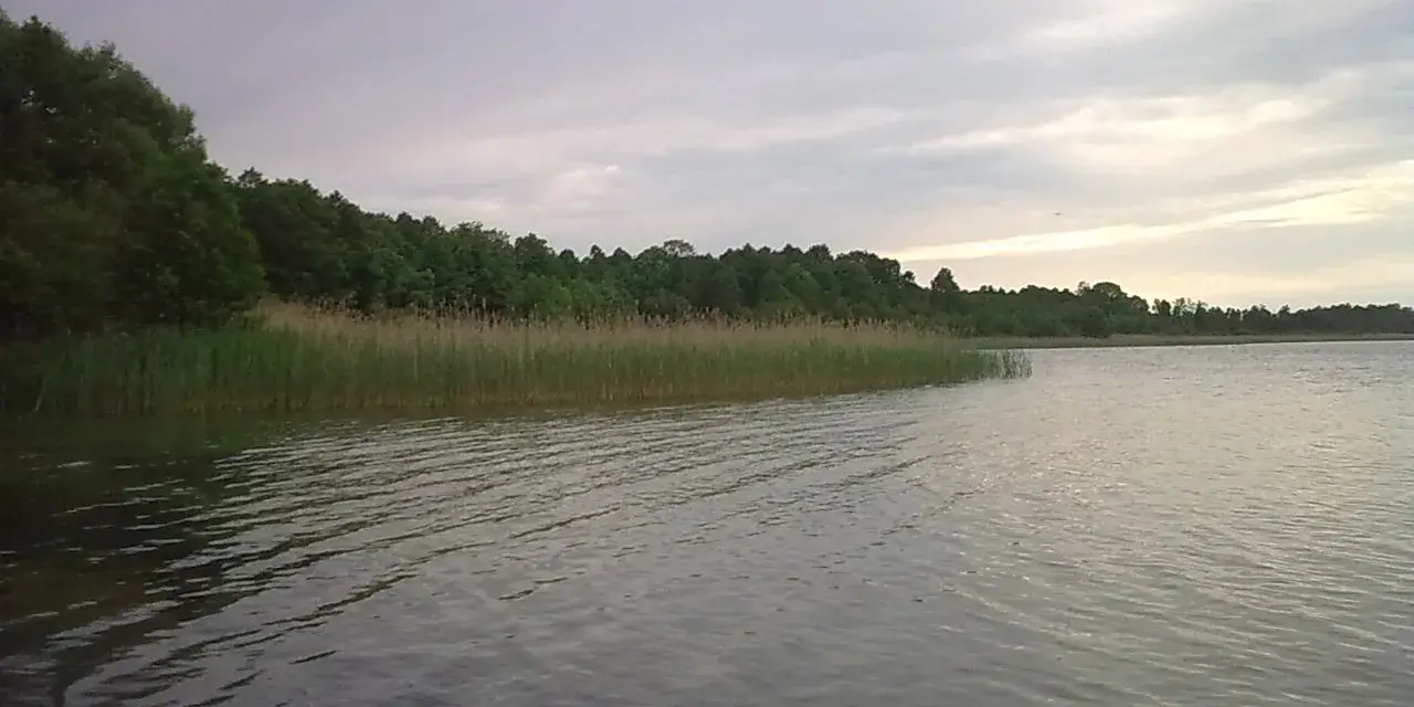 Spokojne jezioro orłowskie z gęstym pasem trzcin i zielonym lasem w tle. Woda lekko faluje pod pochmurnym niebem.