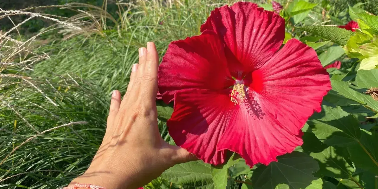Dłoń obok ogromnego, czerwonego kwiatu hibiskusa bagiennego. W tle trawy ozdobne, sugerujące przygotowania do zimowania.