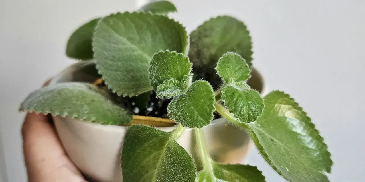 Planta de dinero en maceta, con hojas verdes y aterciopeladas. Ideal para saber donde colocar la planta del dinero y atraer prosperidad.