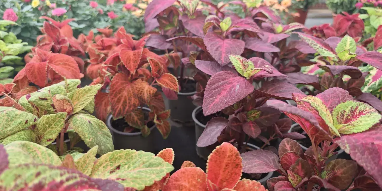 Primer plano de plantas coleo con hojas vibrantes en tonos rojos, verdes y morados, dispuestas en macetas en un vivero.