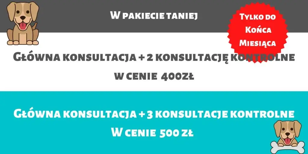 Ile kosztuje behawiorysta dla psa? Sprawdź ceny i porady przed wizytą