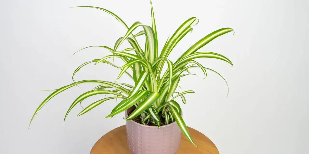 Zielistka odmiany Chlorophytum comosum 'Variegatum' w ozdobnej doniczce na drewnianym stoliku.