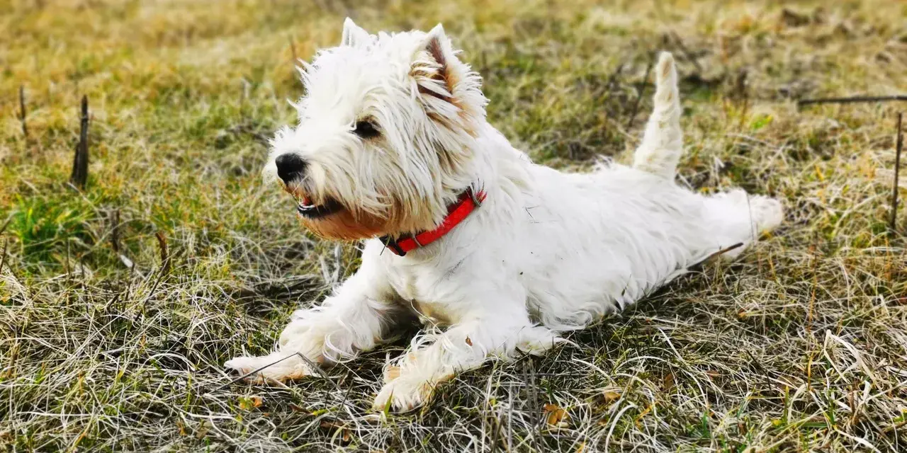 Westie piesek w czerwonej obroży leży na trawie. Szukasz informacji o west pies cena?