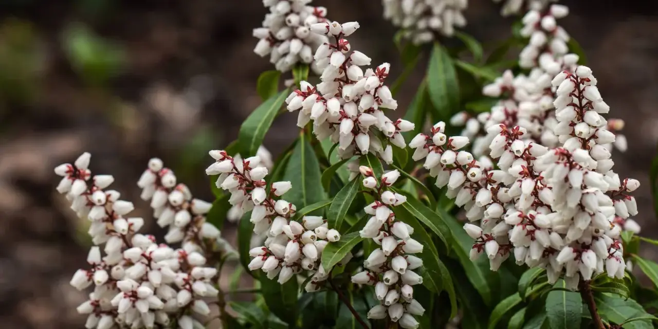 Vackra vita blomklasar på en Pieris japonica, som små pärlor mot mörkgröna blad.
