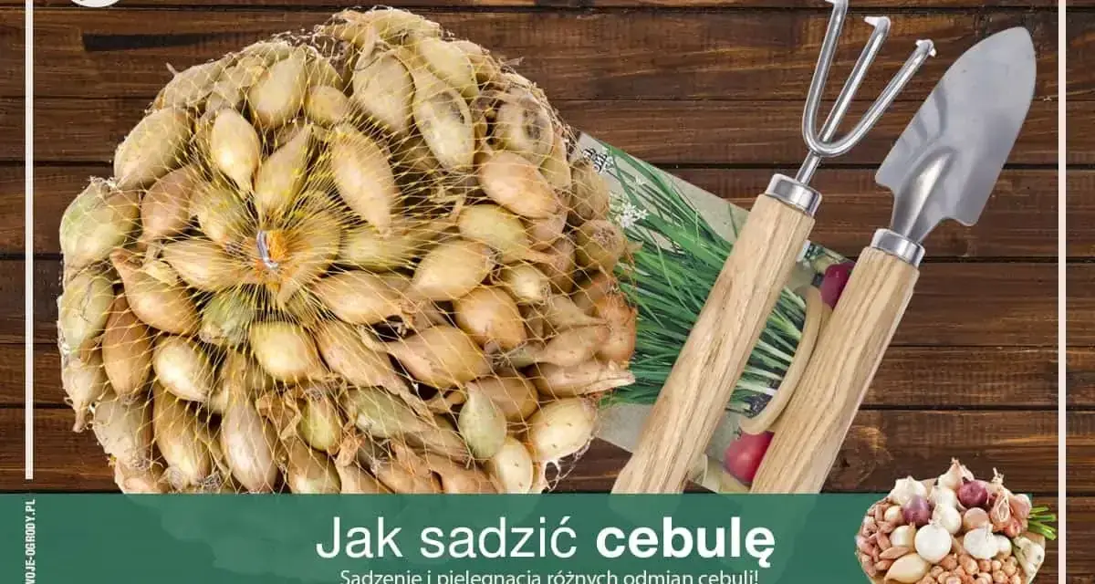 Siatka pełna cebulek dymek gotowych do sadzenia, obok mała łopatka i grabki. Czas na sadzenie cebuli!