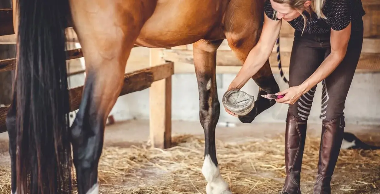 Une femme nettoie le sabot d'un cheval, s'assurant que chaque phalange du cheval est en bonne santé.
