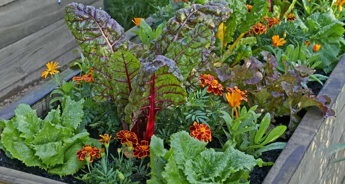 A raised garden bed showcasing vibrant swiss chard with red stems, nestled amongst lettuce and bright orange marigolds, demonstrating excellent swiss chard companion plants.