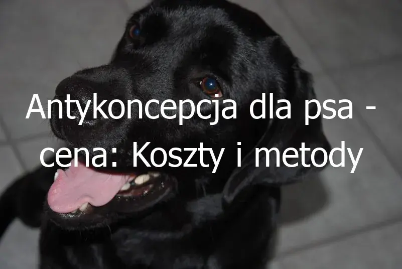 Ile kosztuje zastrzyk antykoncepcyjny dla psa? Sprawdź ceny i opcje