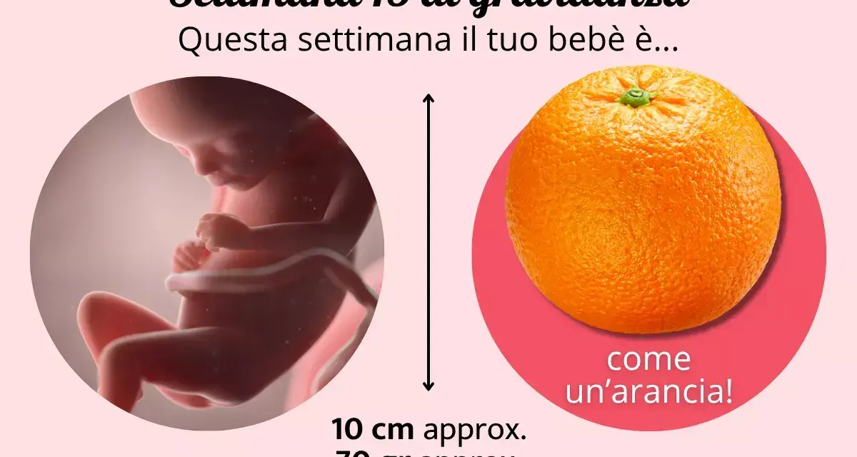 Il tuo bebè alla 15 settimana di gravidanza è grande come un'arancia, lungo circa 10 cm e pesa 70 grammi.
