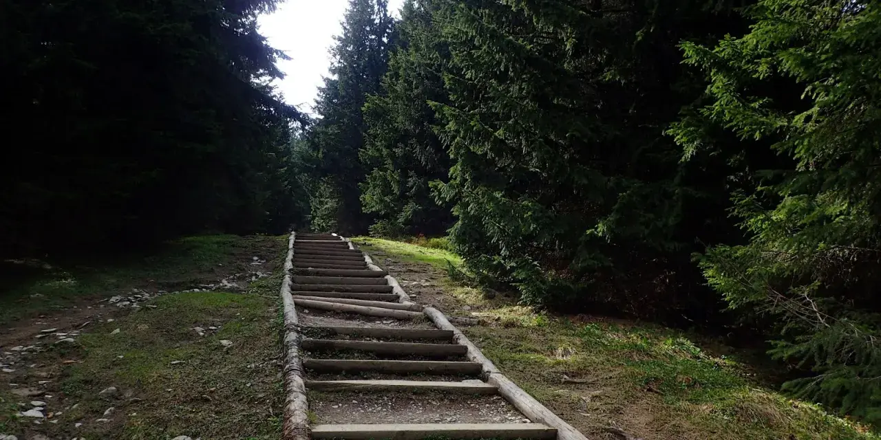 Długie, drewniane schody w lesie, jak gęsia szyja, wiodą w górę.