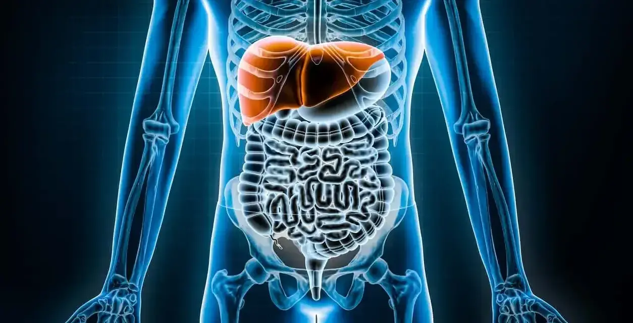 Anatomia człowieka, gdzie jest wątroba. Pomarańczowa wątroba widoczna nad jelitami w niebieskim szkielecie.