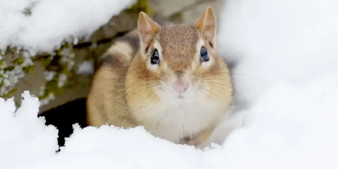 Un adorable tamia émerge de la neige, un des nombreux animaux en hiver qui bravent le froid.