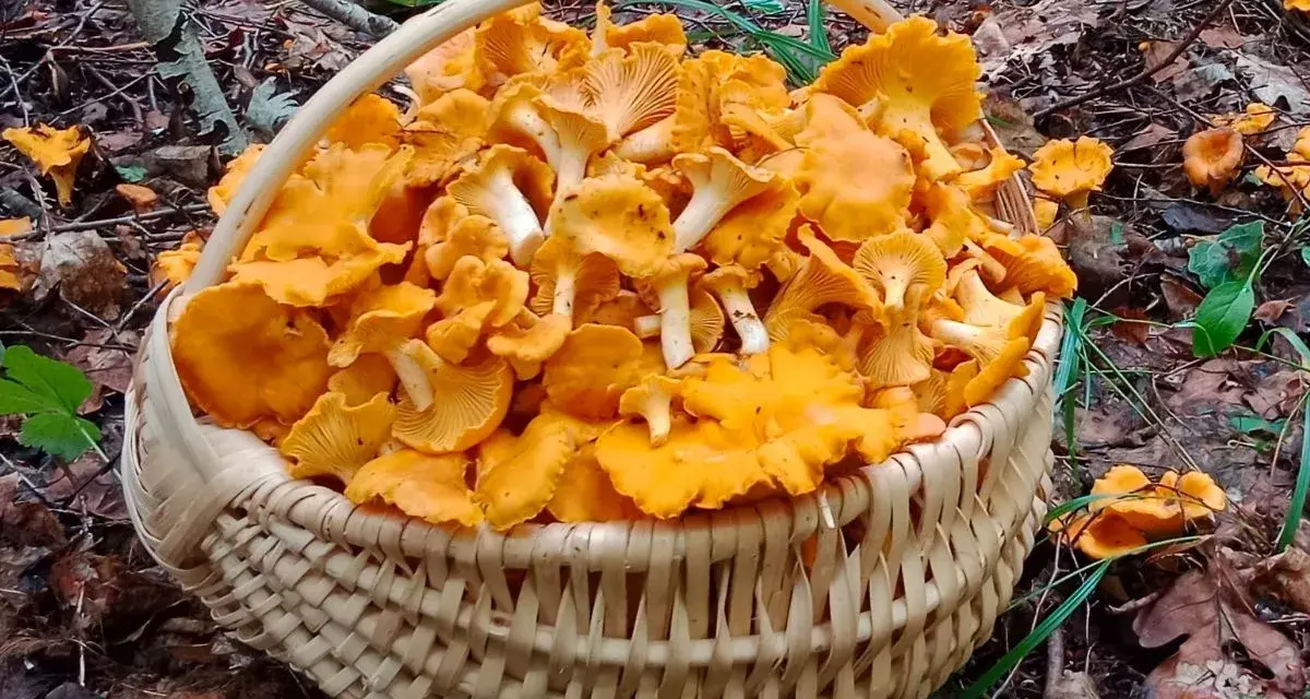 Pełen koszyk złotych kurek, zebranych w lesie, gdzie rosną kurki. Wspaniały zbiór leśnych skarbów.