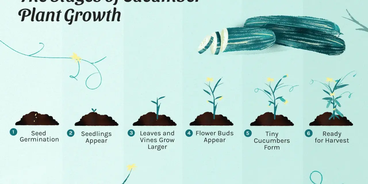 Illustration showing the cucumber plant stages: seed germination, seedlings, vine growth, flower buds, tiny cucumbers, and ready for harvest.