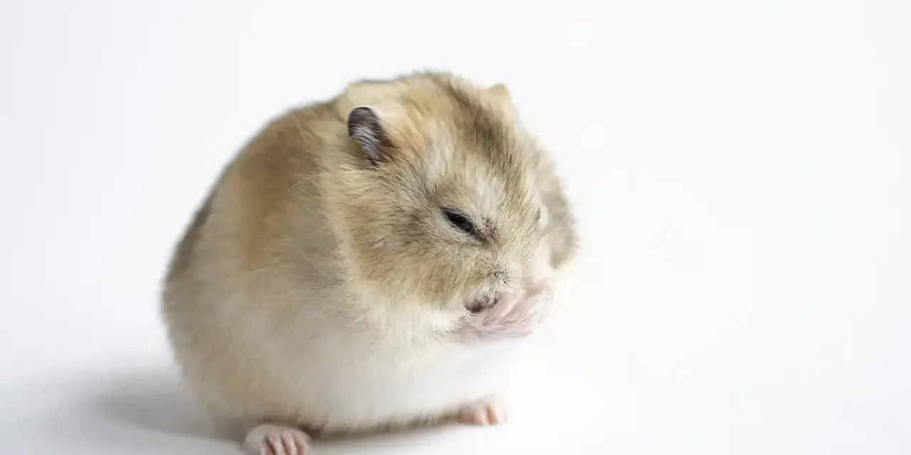 Mały chomik zamyka oczy, jakby zastanawiał się, czy chomiki hibernują.