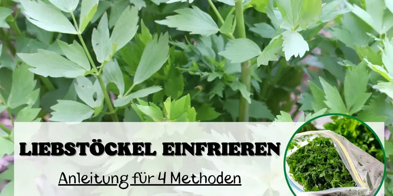 Liebstöckel einfrieren: Anleitung für 4 Methoden. Frische Kräuter im Gefrierbeutel für später.