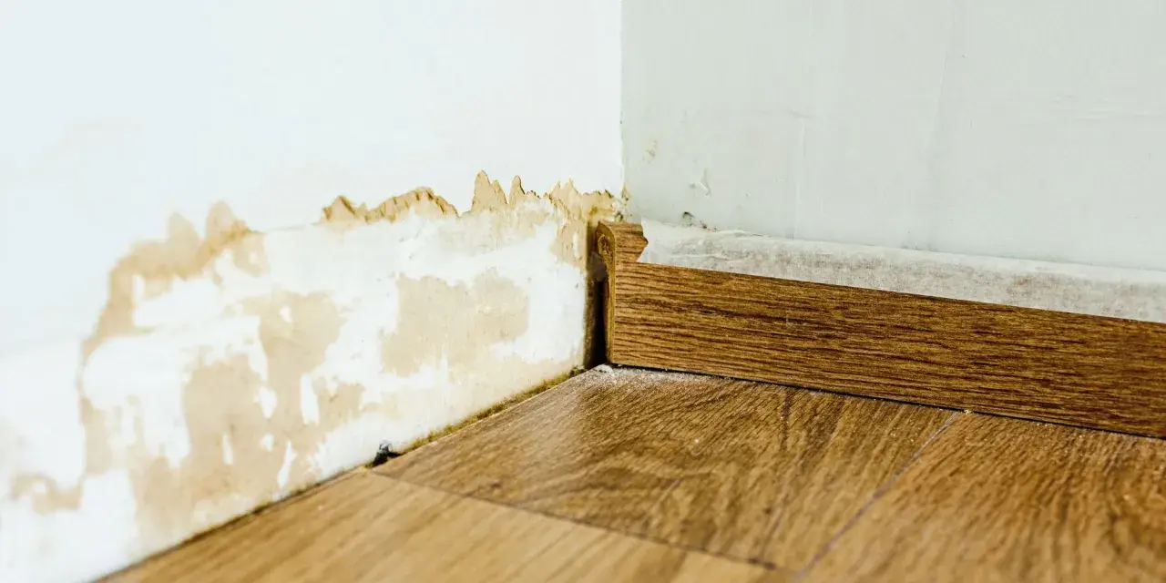Dégâts sur un mur blanc dus à une infiltration d'eau, avec des traces de moisissure et de peinture écaillée près du sol et de la plinthe en bois.