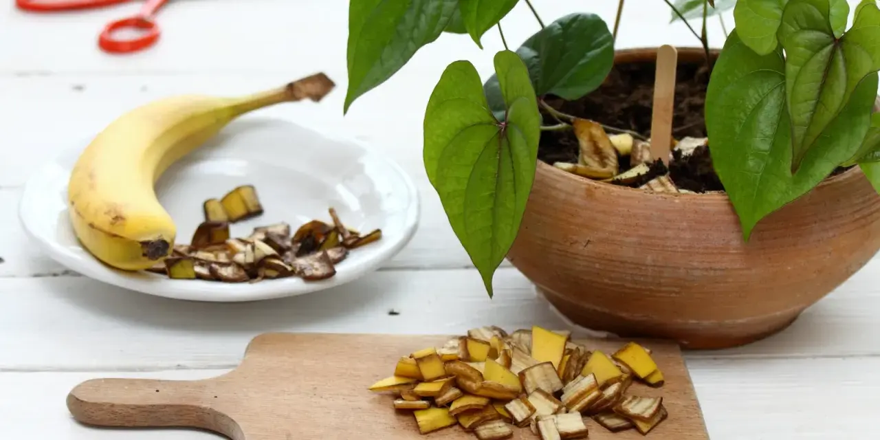 Nawóz z bananów do jakich roślin? Skórki bananów posiekane na desce i talerzu, gotowe do użycia jako naturalny nawóz dla roślin doniczkowych.