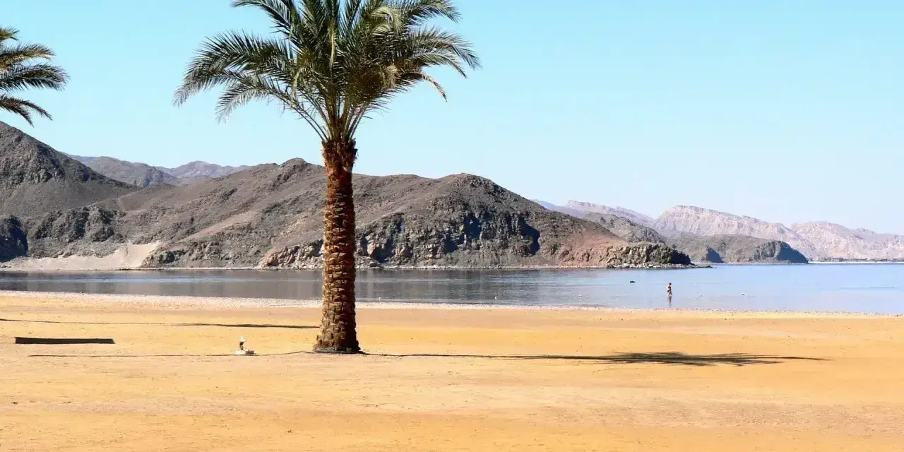 Plaża w Egipcie z palmą i górami w tle. Spokojne morze zaprasza do kąpieli.