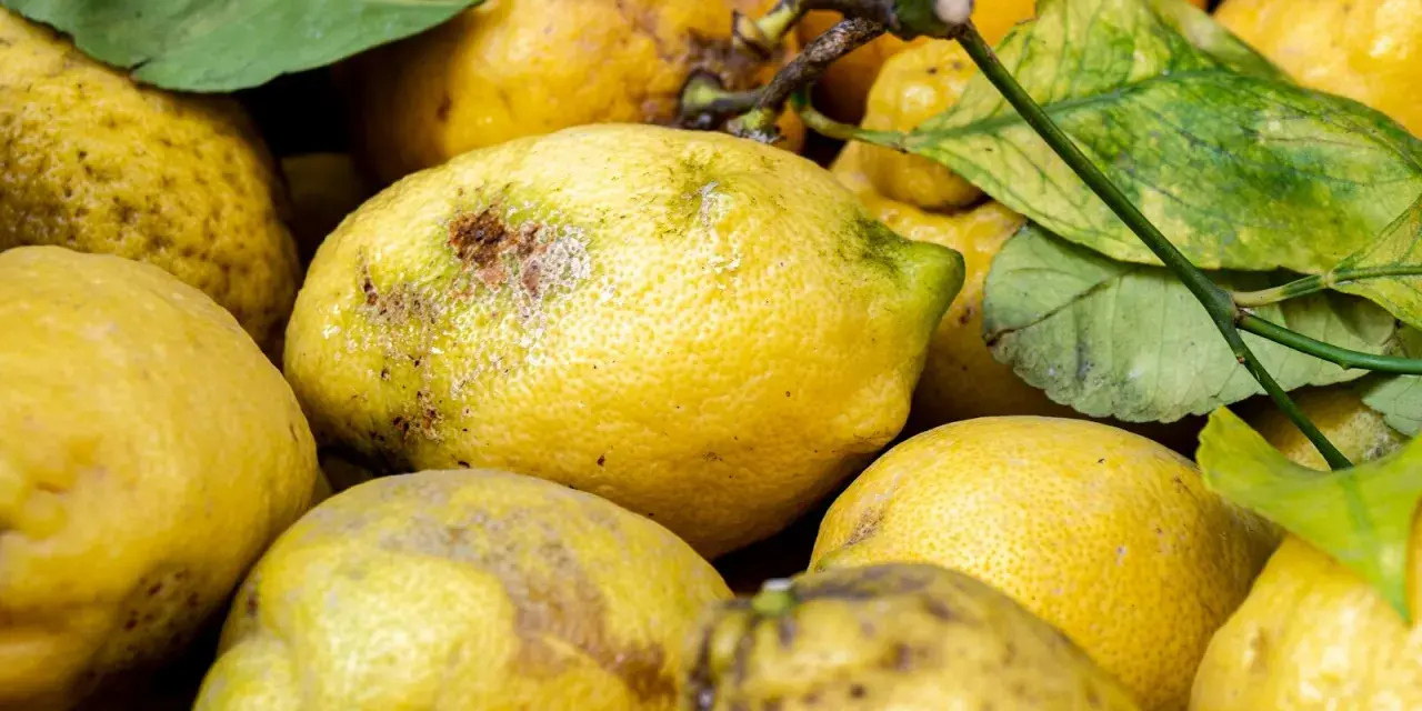 Limoni in vaso con macchie e segni di malattie, alcuni con foglie ingiallite.