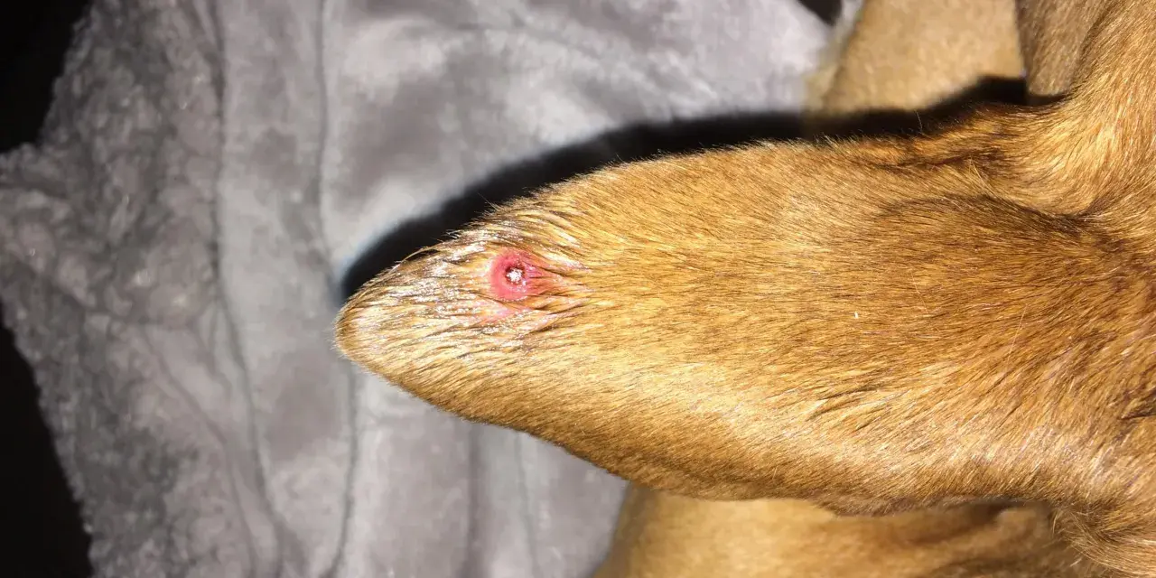 Primer plano de una oreja de perro con granos, mostrando una lesión roja e inflamada.
