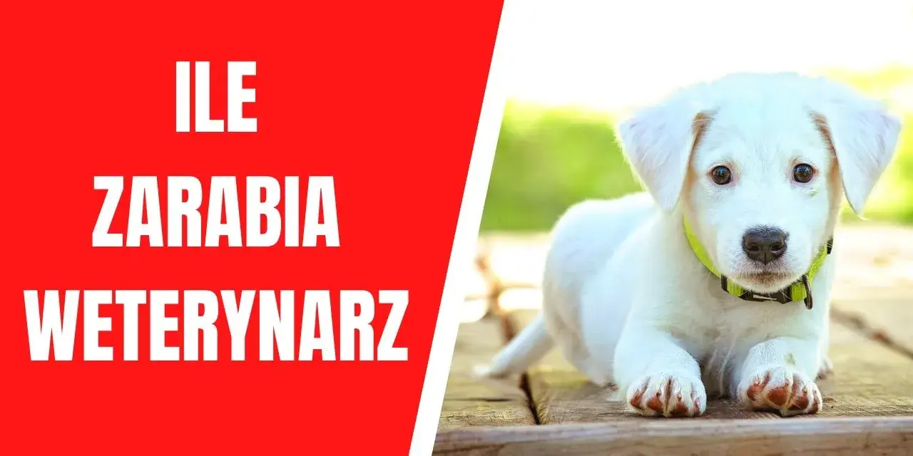 Ile zarabia weterynarz w USA? Zaskakujące różnice w wynagrodzeniach