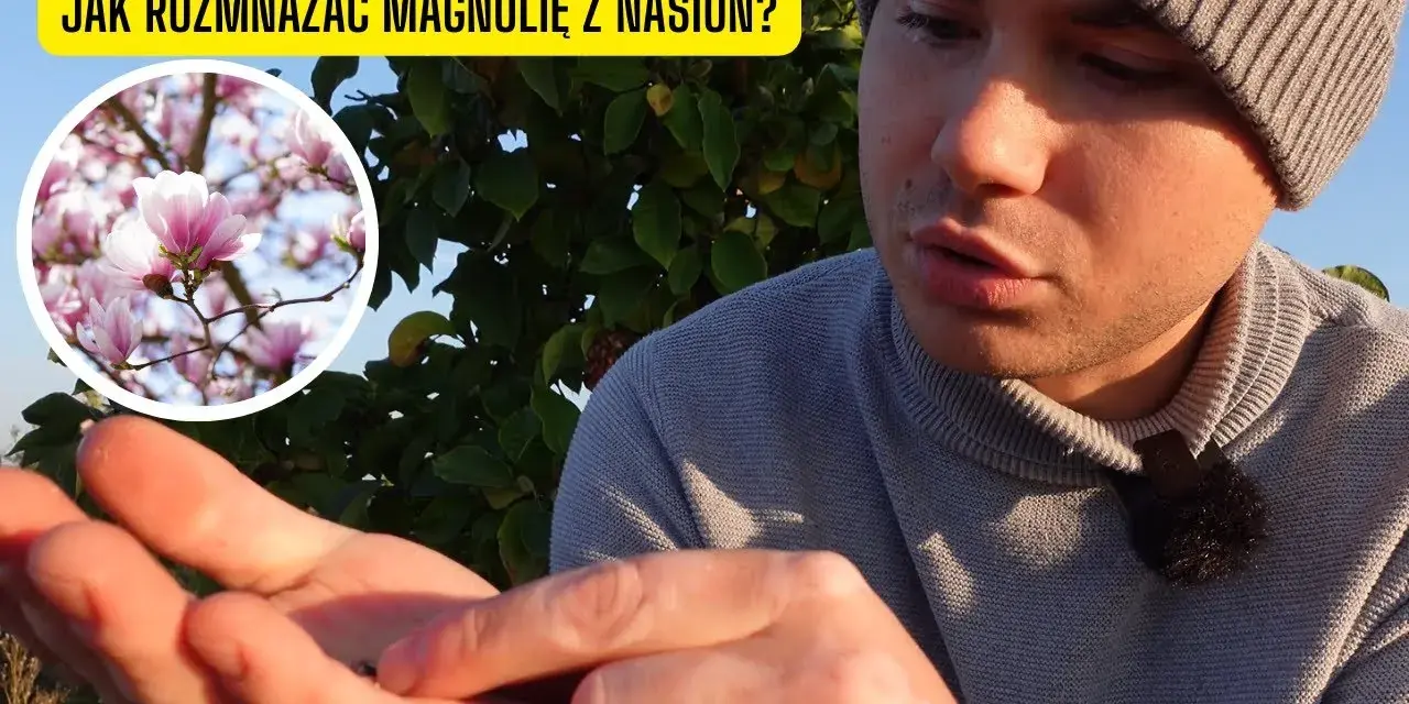Jak sadzić nasiona magnolii - proste kroki i skuteczne techniki