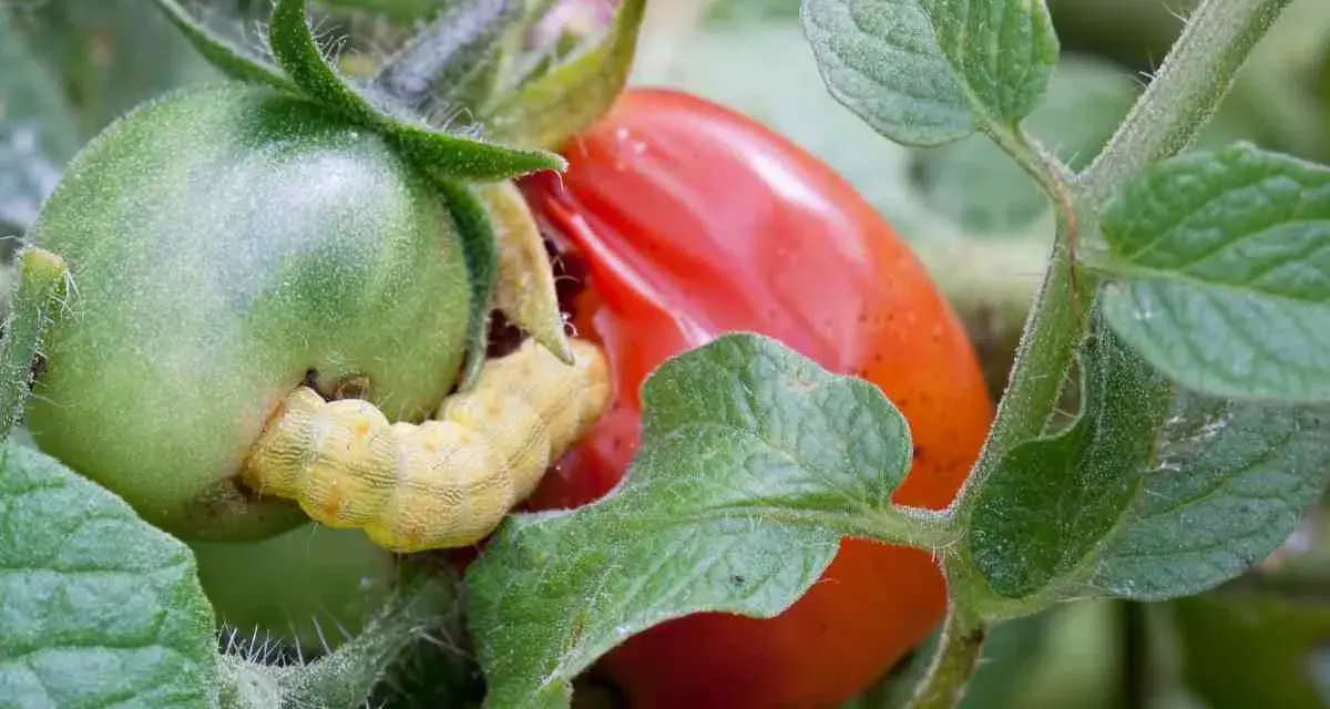 Oruga amarilla devorando un tomate verde. El tratamiento para la tuta del tomate es crucial para proteger la cosecha.