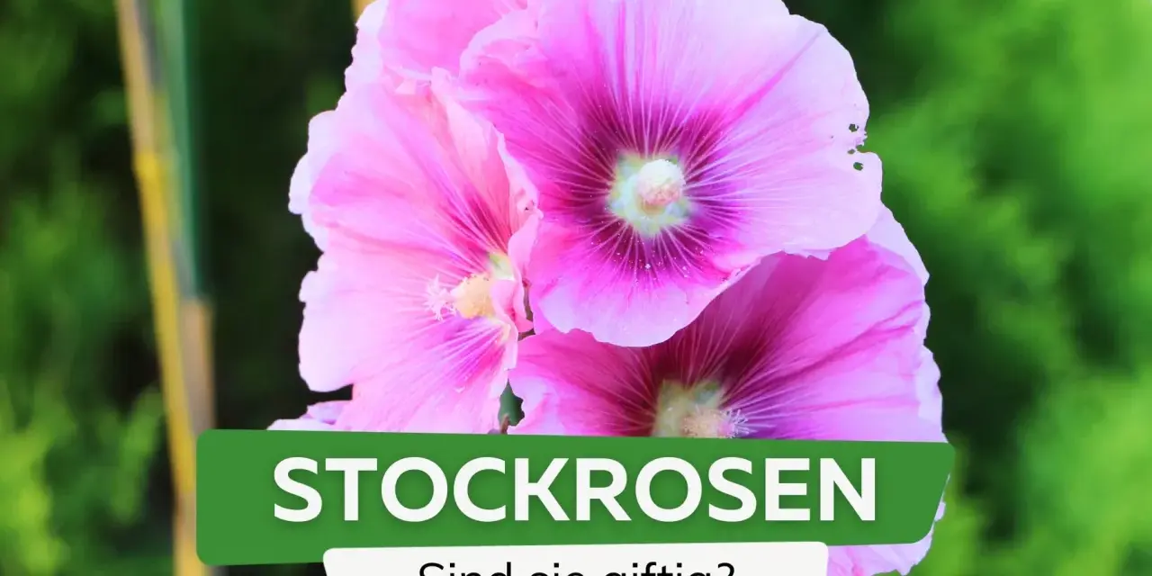 Drei leuchtend pinke Stockrosen blühen üppig. Die Frage "Sind sie giftig?" wird thematisiert.