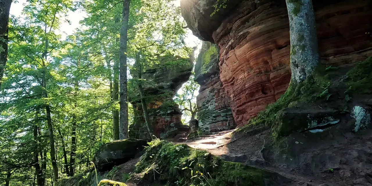 Sonnenstrahlen brechen durch das Blätterdach auf einen Pfad, der zu den roten Sandsteinfelsen führt. Eine perfekte Kulisse für eine altschlossfelsen wanderung.