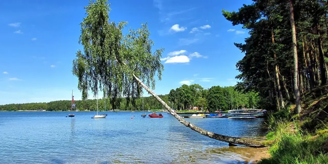 Malownicze łowiska komercyjne na Kaszubach. Jezioro, łodzie, plaża i pochylona brzoza pod błękitnym niebem.