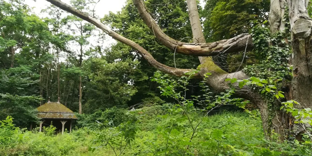 Verwilderter Pavillon in einem Wald, ein typischer lost place Malente. Alte Bäume mit Efeu und üppiges Grün.