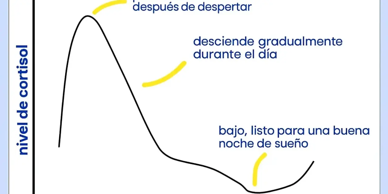 Gráfico muestra cómo regular el cortisol: pico al despertar, desciende durante el día, bajo para dormir bien.