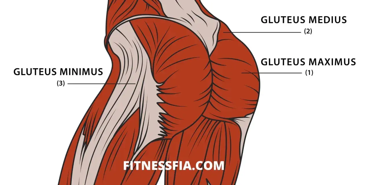 Illustration av muskler i rumpan: gluteus maximus, medius och minimus.