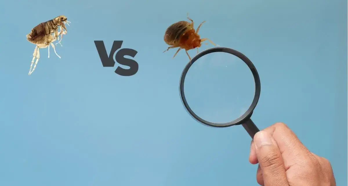 Una pulga y una chinche bajo lupa, comparando estos molestos insectos.