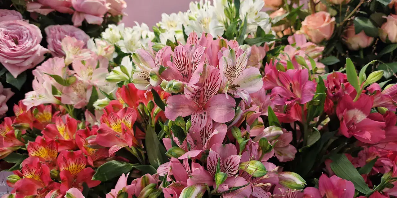 Kolorowy bukiet alstroemeria w wazonie, z różowymi, białymi i czerwonymi kwiatami, tworzy radosną kompozycję.