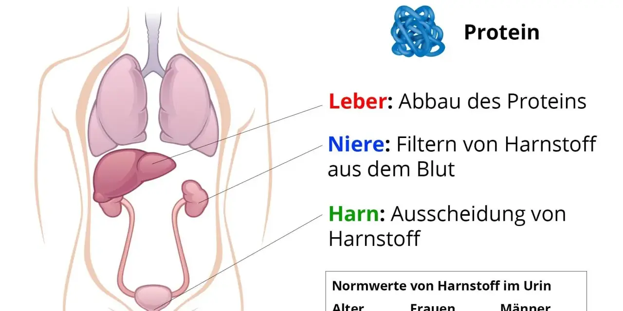 Illustration zeigt menschliche Organe und erklärt, wie Leber Proteine abbaut und Nieren Harnstoff filtern. Hoher Harnstoffwert kann ein Problem sein.