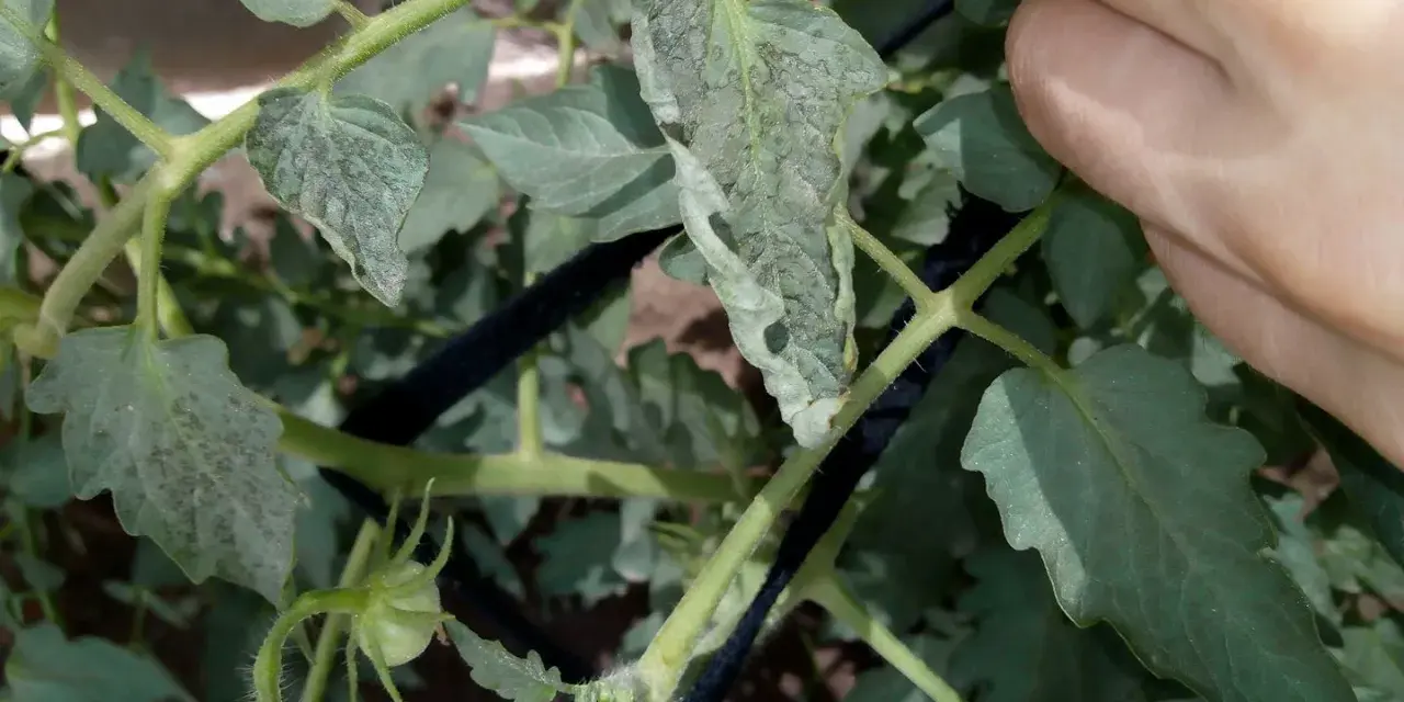 Hojas de tomate con manchas negras, indicando posible enfermedad. Una mano revisa la planta.