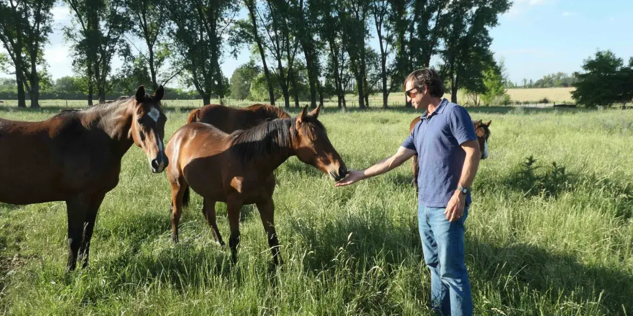Un homme nourrit un cheval dans un pré verdoyant, entouré d'arbres. Un **palloubet d'Halong** se distingue par sa robe brune et sa tête curieuse.