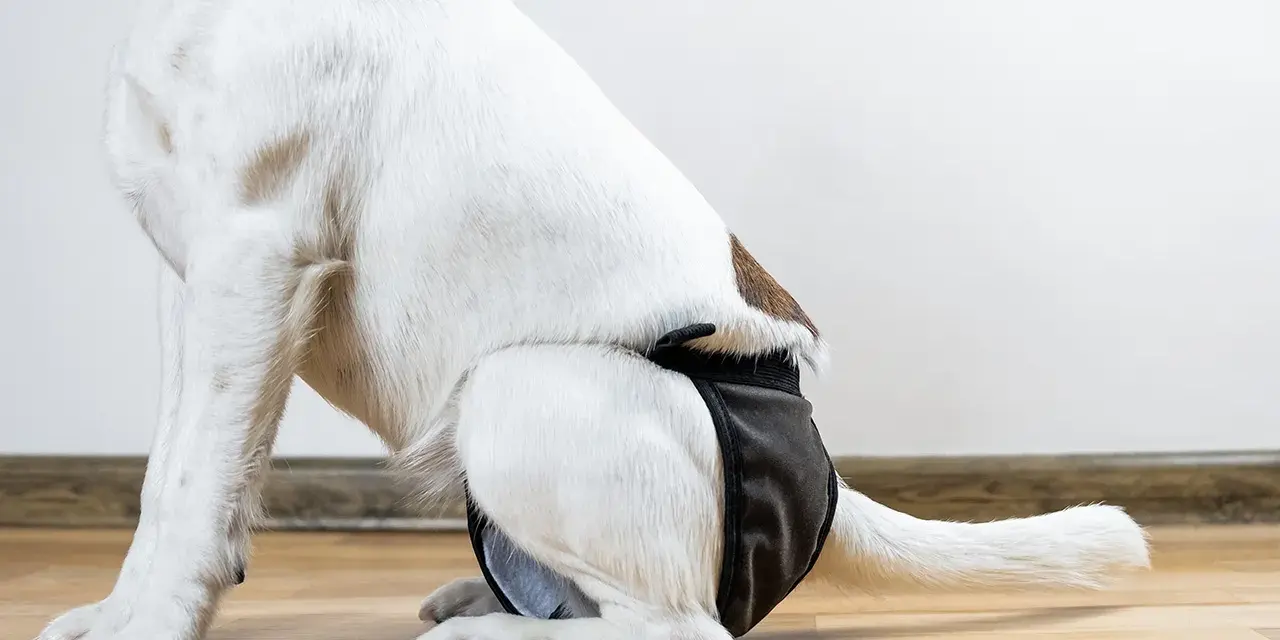 Pielucha dla psa DIY: Jak łatwo zrobić i zadbać o komfort?