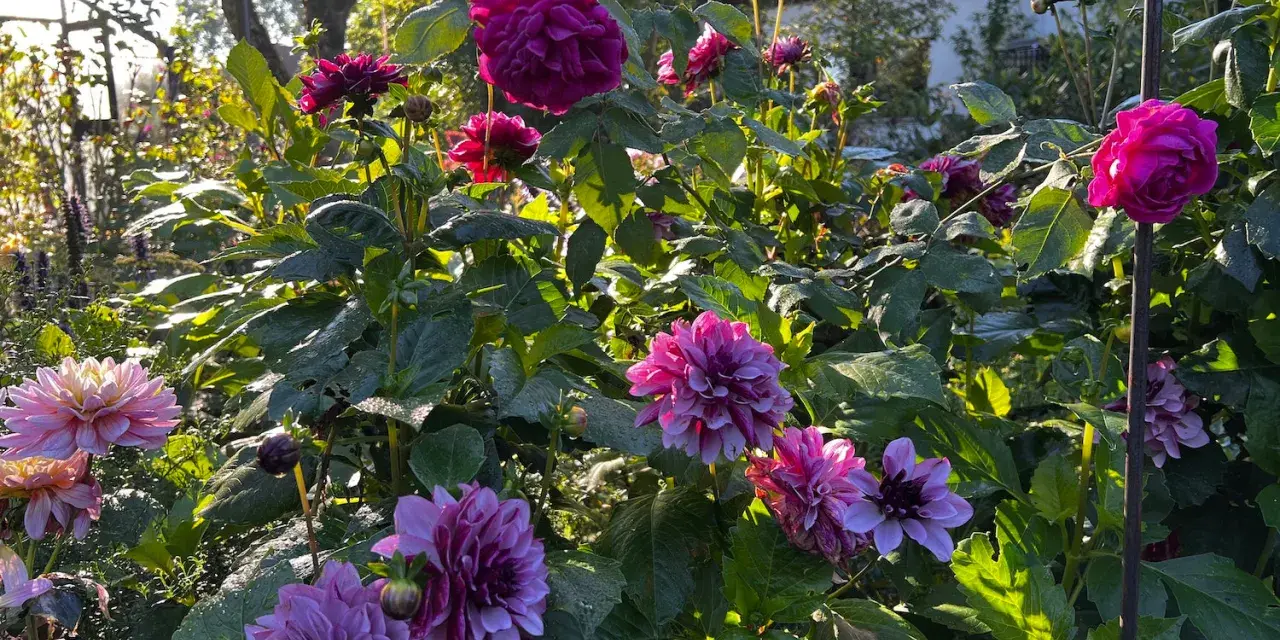 Prächtige Dahlien in Rosa- und Violetttönen blühen im Garten. Die Sonne beleuchtet die Blüten und das grüne Laub, ein schöner Anblick beim Dahlien pflanzen.